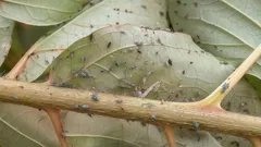 Von den Blattläusen bleibt keine Spur: Notieren Sie sich die Zusammensetzung dieser Seifenlösung zum Besprühen