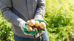 Welche Kartoffeln für Kartoffelpüree? Diese Sorten machen es locker und cremig
