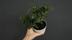 Gießen Sie die Zamioculcas nur so: Die Blätter bleiben das ganze Jahr über glatt, glänzend und sattgrün