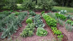 Werfen Sie alte Socken nie wieder weg: Im Garten und im Gemüsebeet sind sie noch nützlich