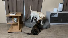 Warum wollen Katzen ständig mit Hunden kämpfen?